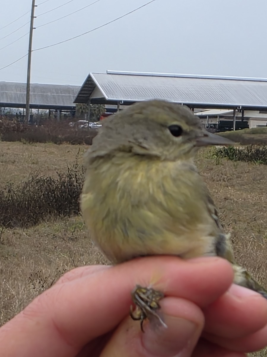 Reinita Coroninaranja - ML646708307