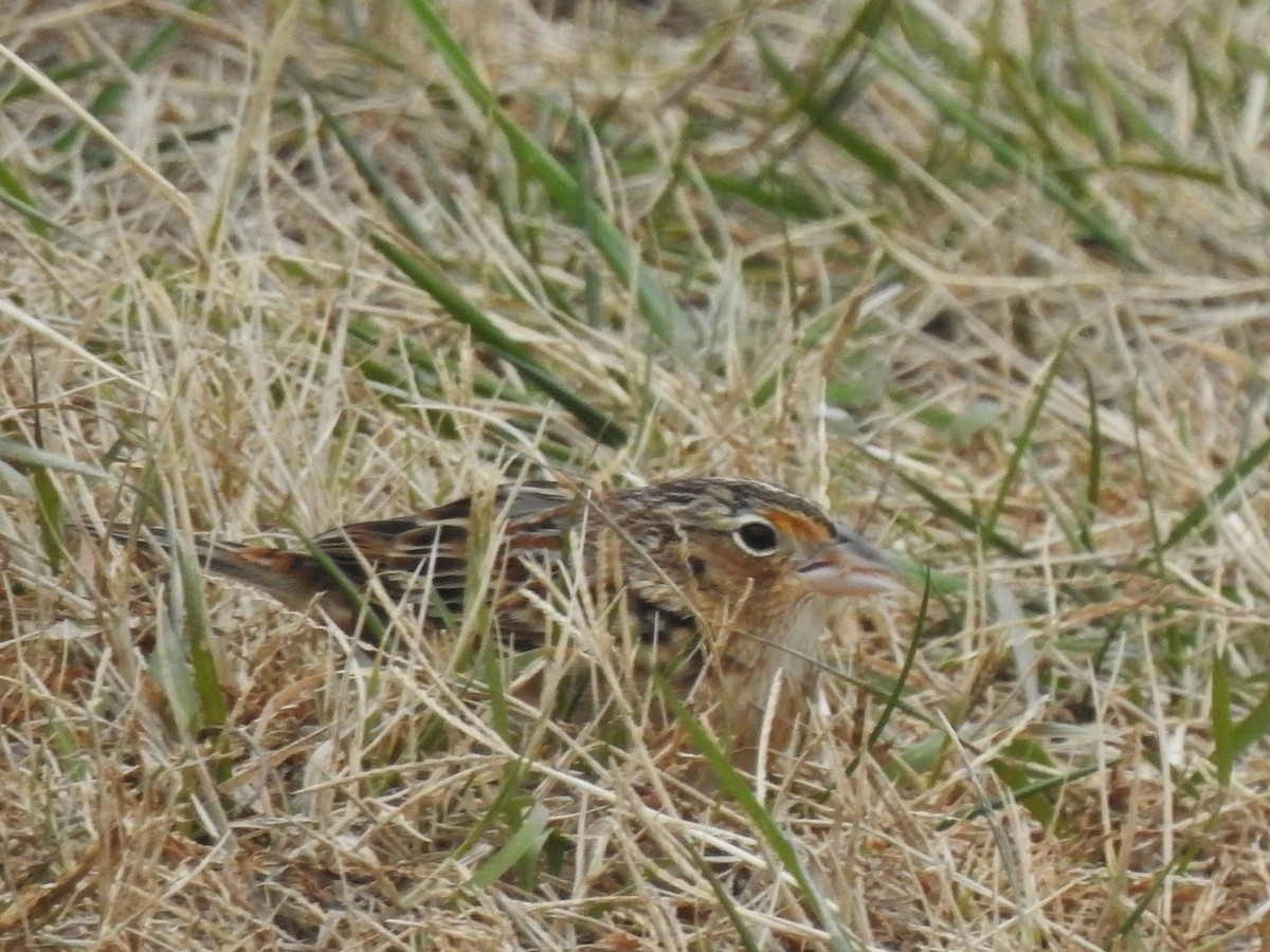 Heuschreckenammer - ML646708308