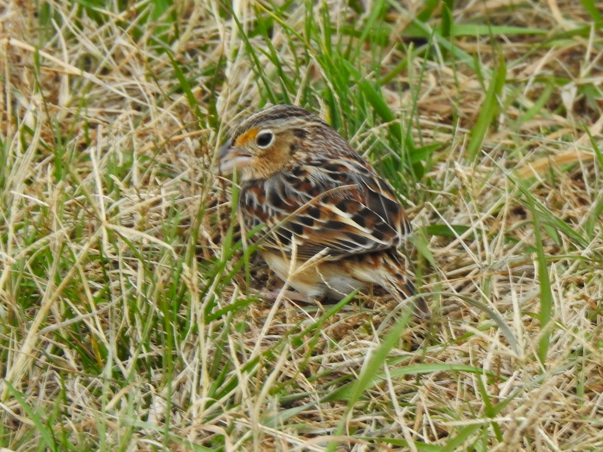 Heuschreckenammer - ML646708309