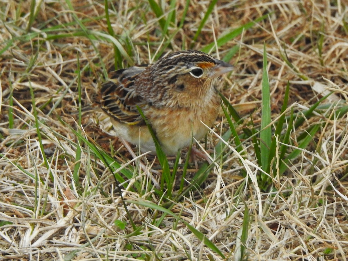 Heuschreckenammer - ML646708310