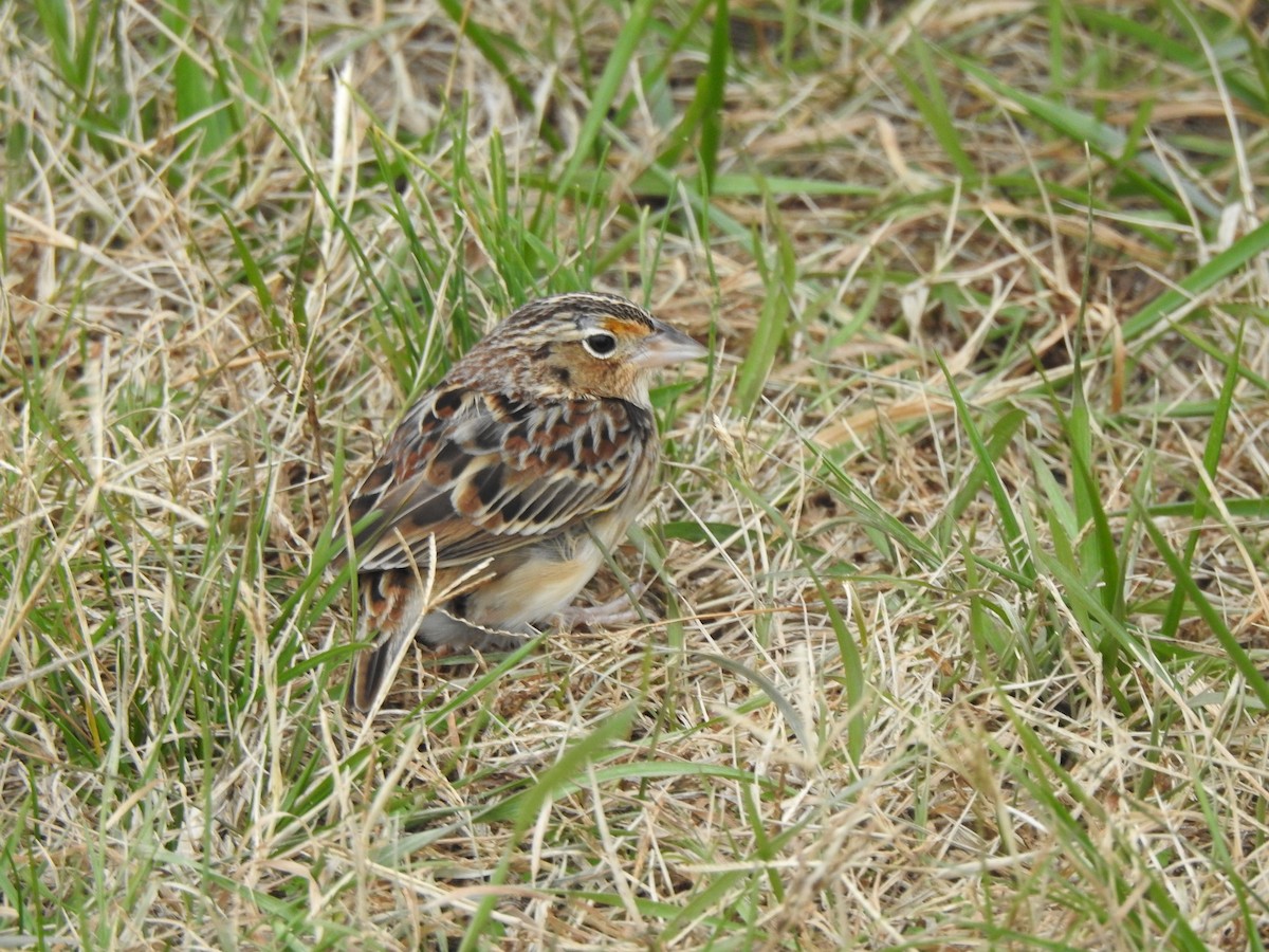 Heuschreckenammer - ML646708312