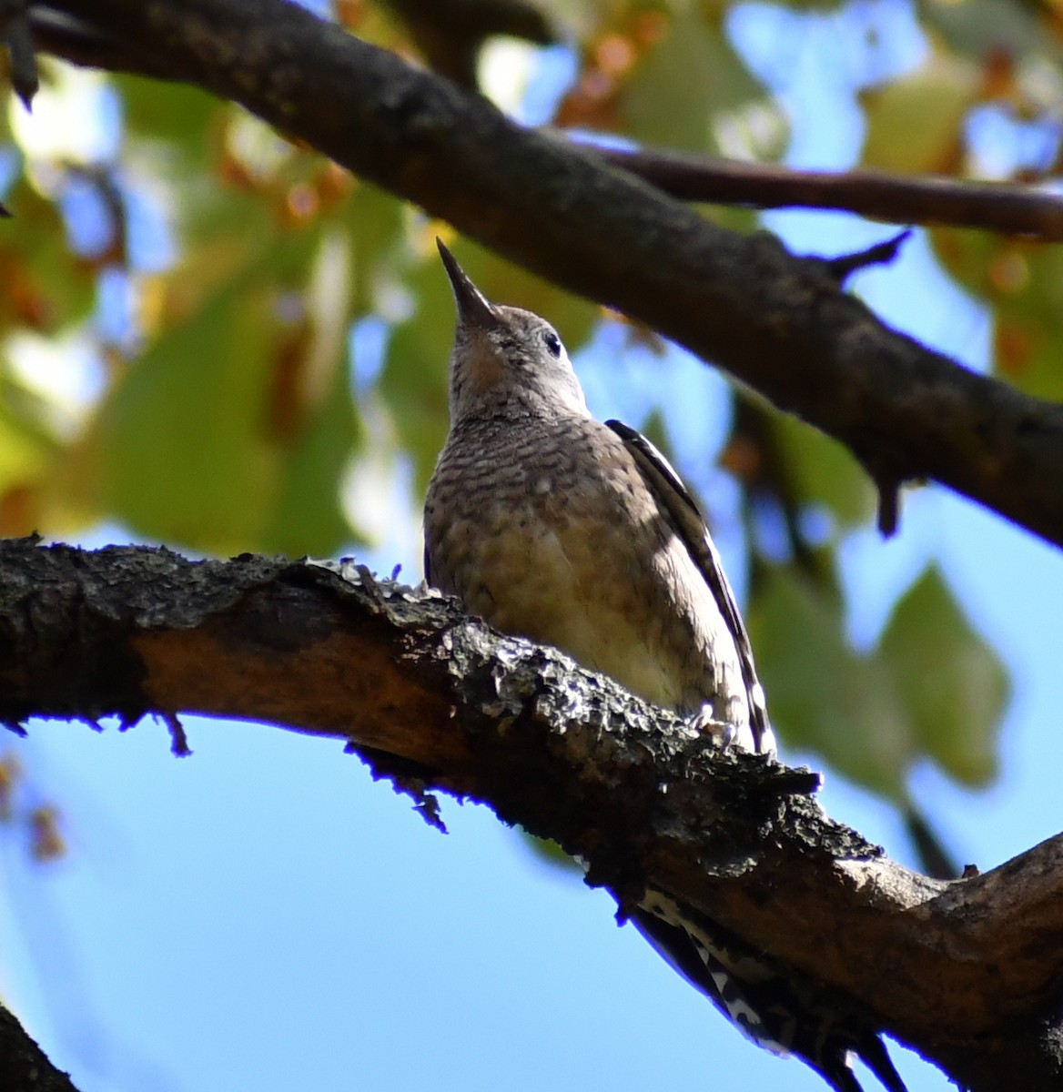 Chupasavia Norteño - ML646708313
