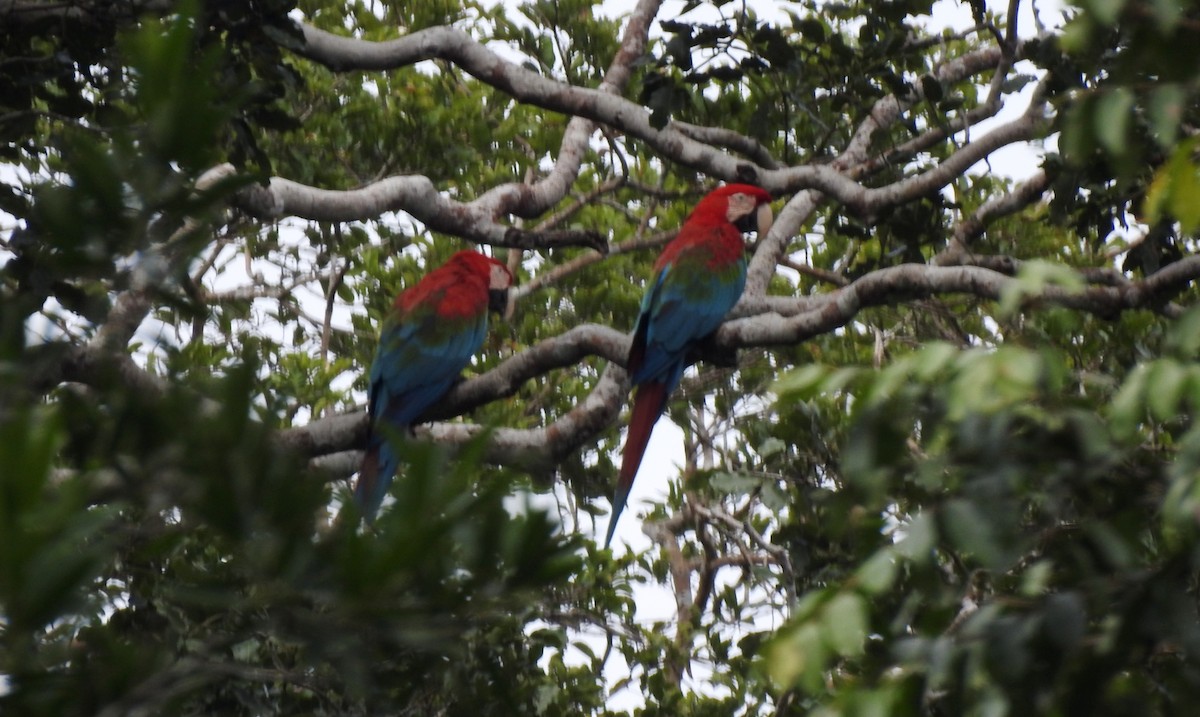 Guacamayo Aliverde - ML646708314