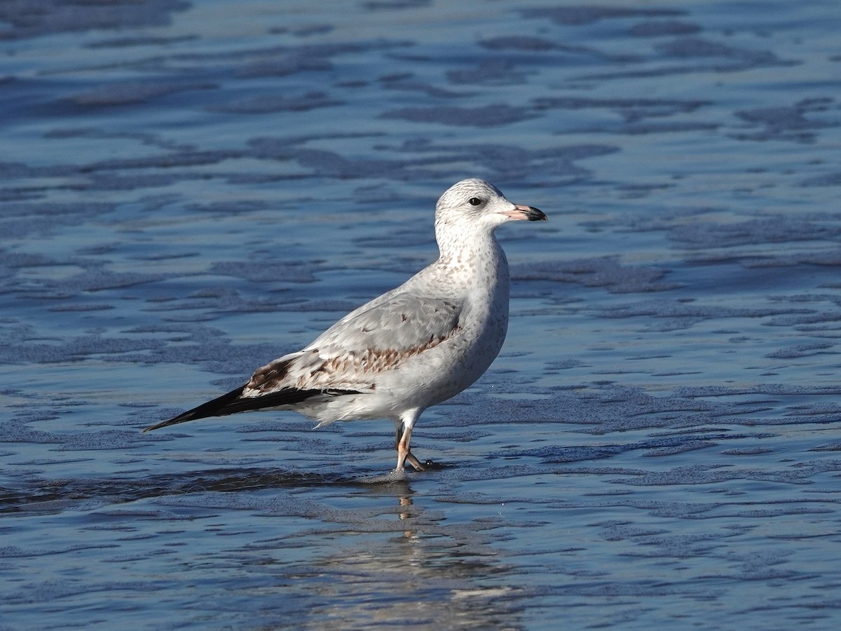 Gaviota de Delaware - ML646708315