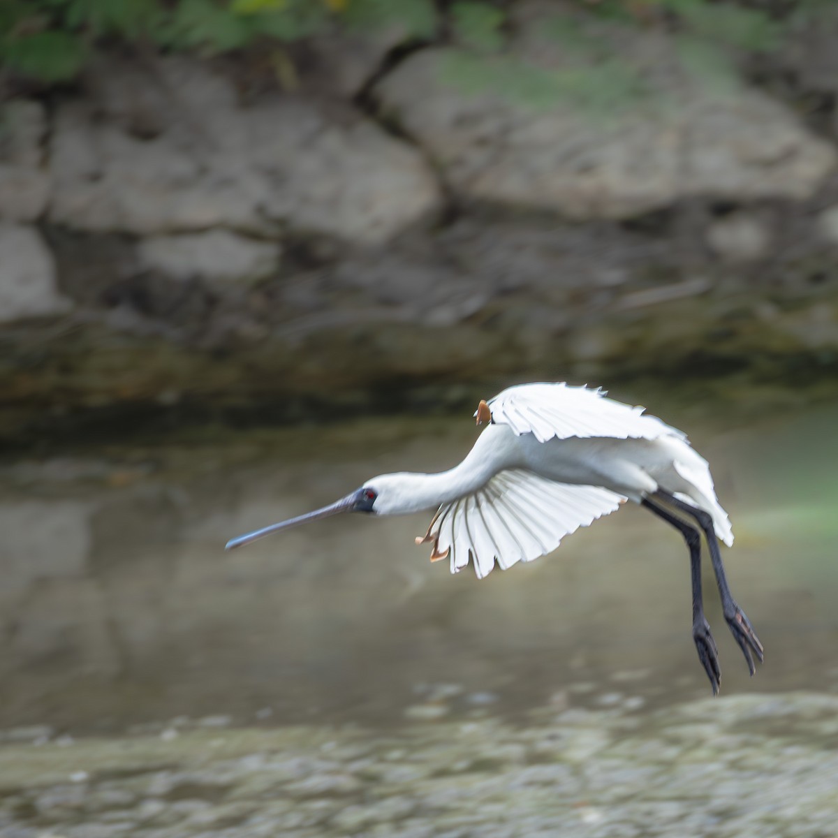 Espátula Menor - ML646708316