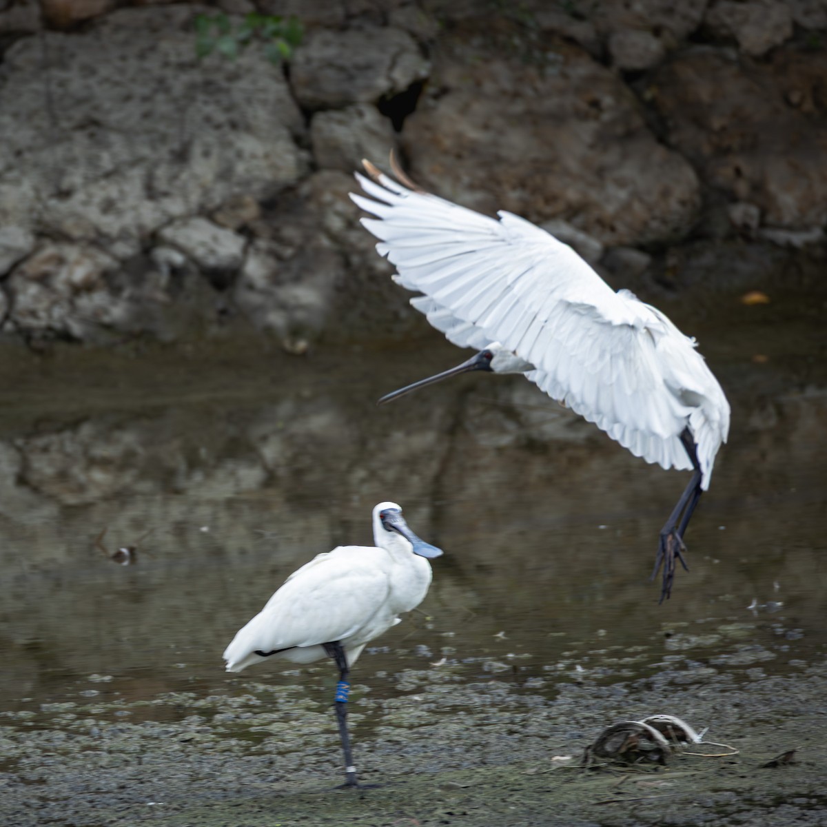 Espátula Menor - ML646708317