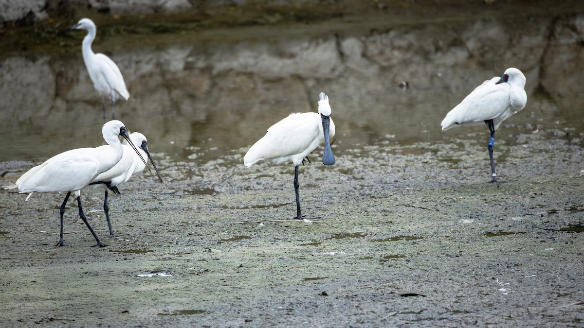 Espátula Menor - ML646708318