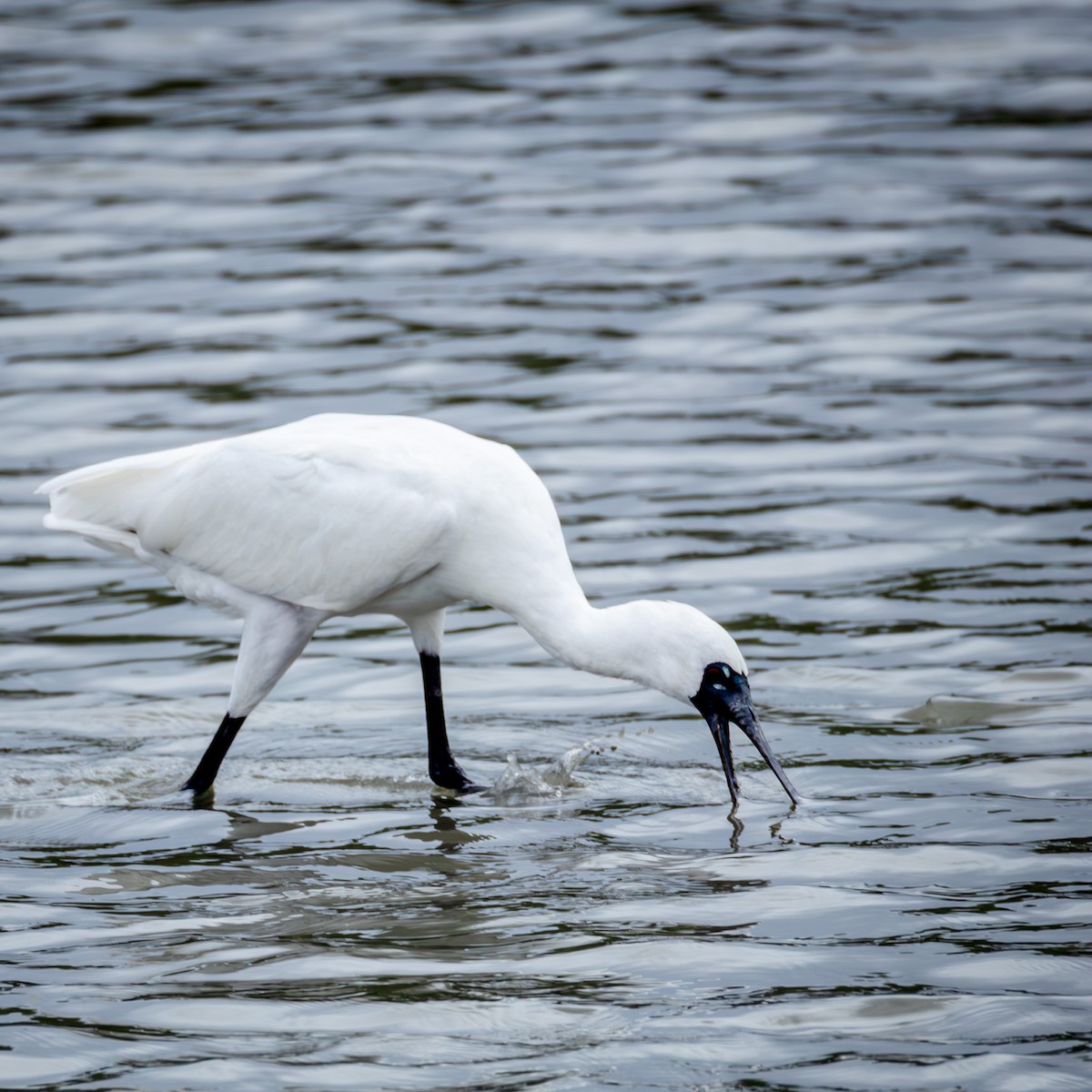Espátula Menor - ML646708319