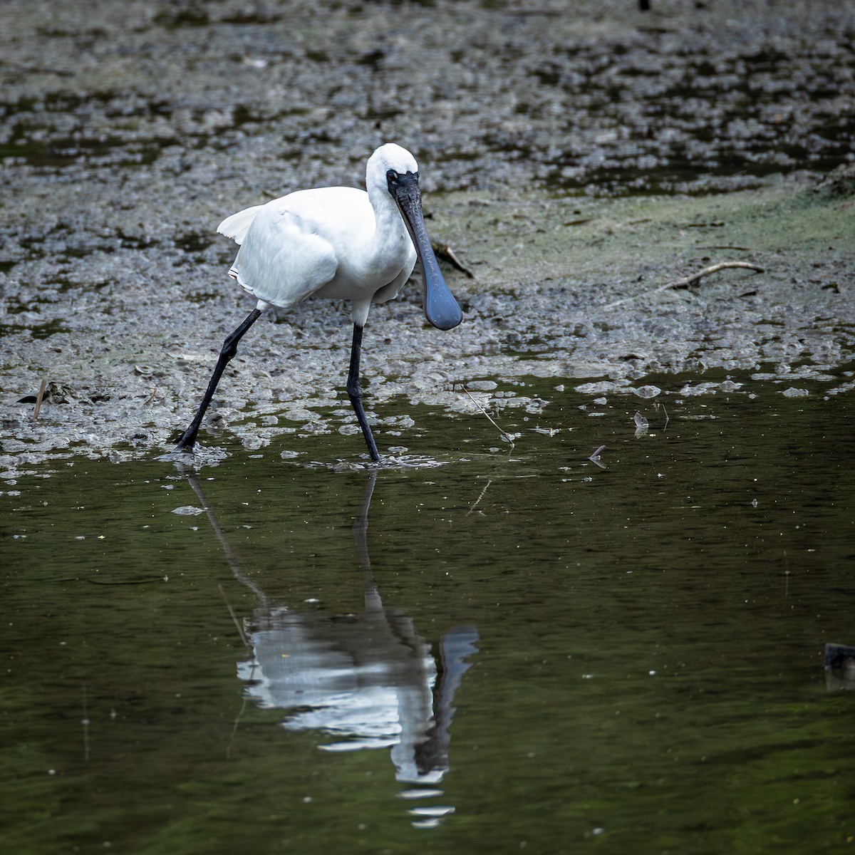 Espátula Menor - ML646708320