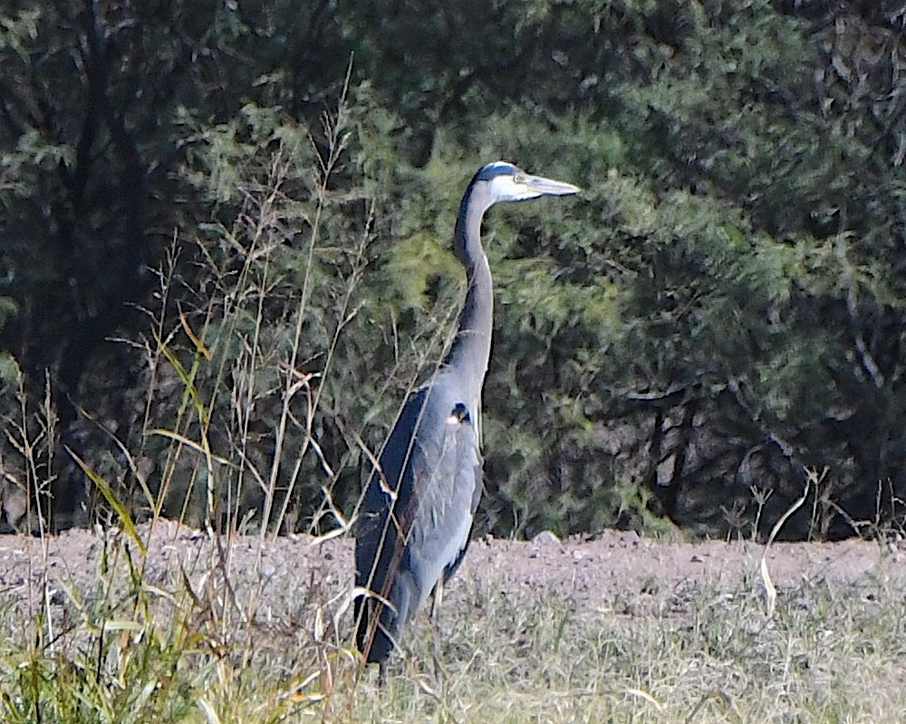 Garza Azulada - ML646708321