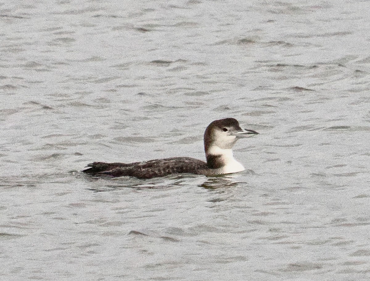 Colimbo Grande - ML646708324