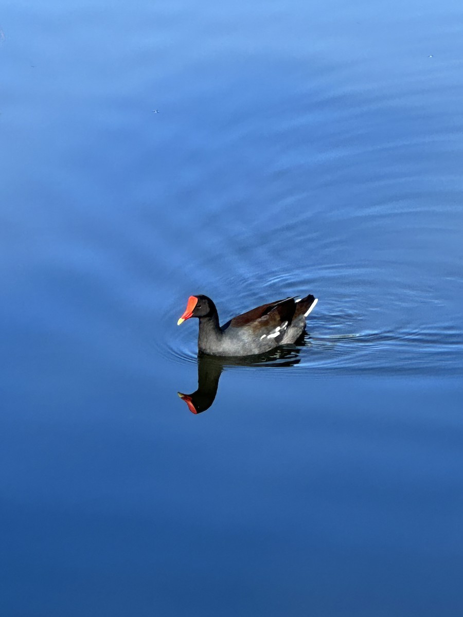 Gallineta Americana - ML646708325