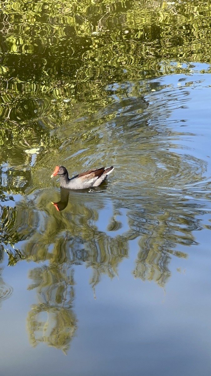 Gallineta Americana - ML646708326