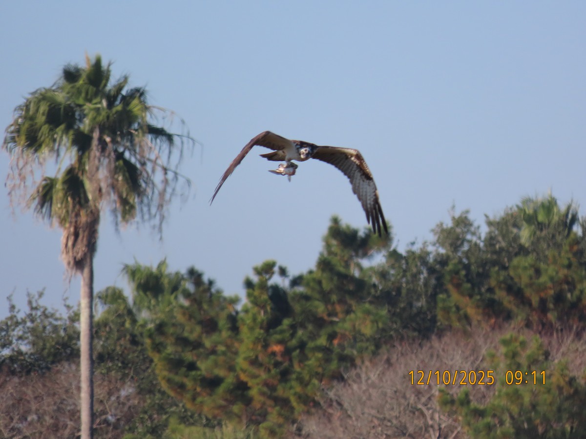 Águila Pescadora - ML646708327