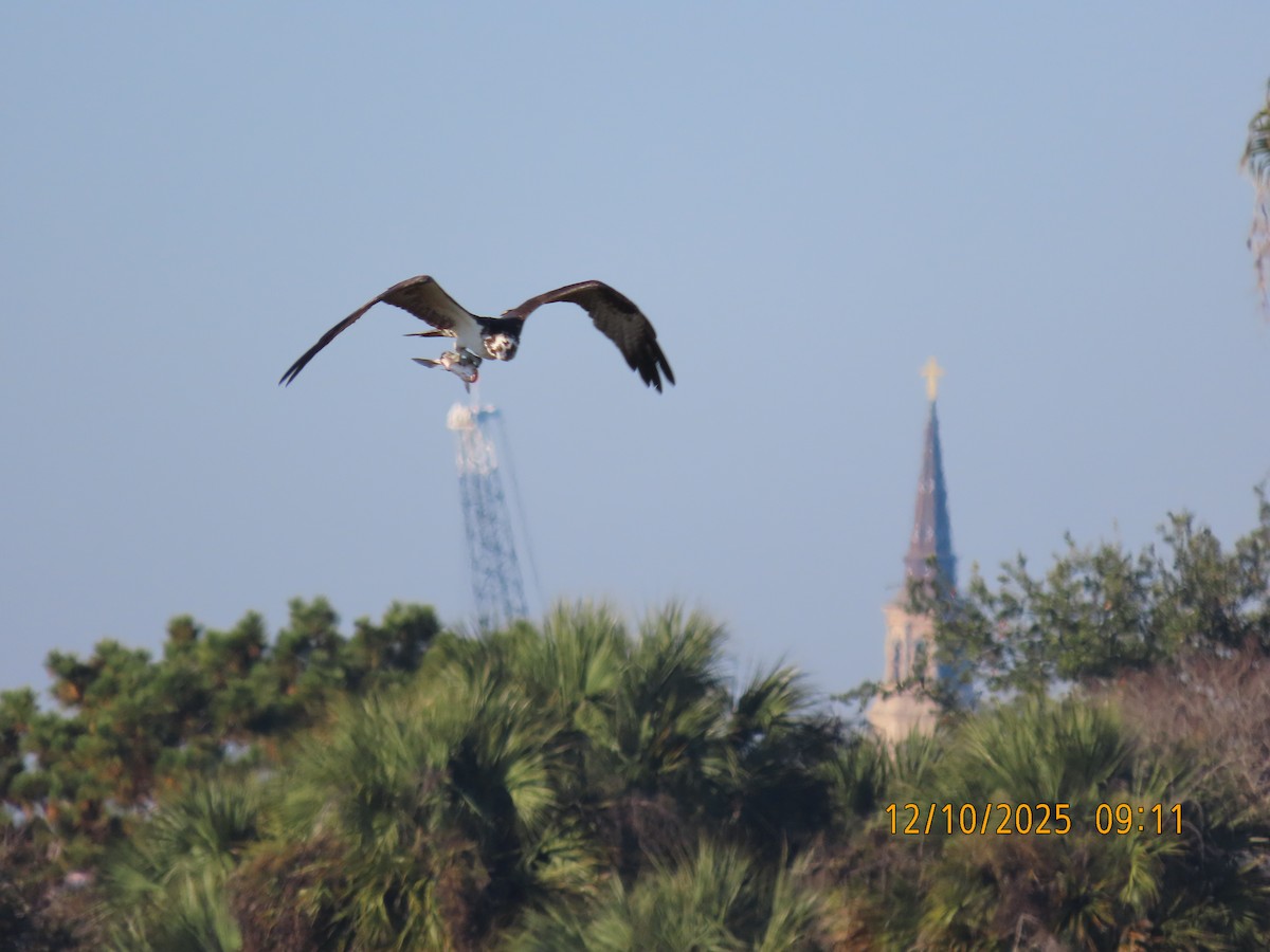Águila Pescadora - ML646708328