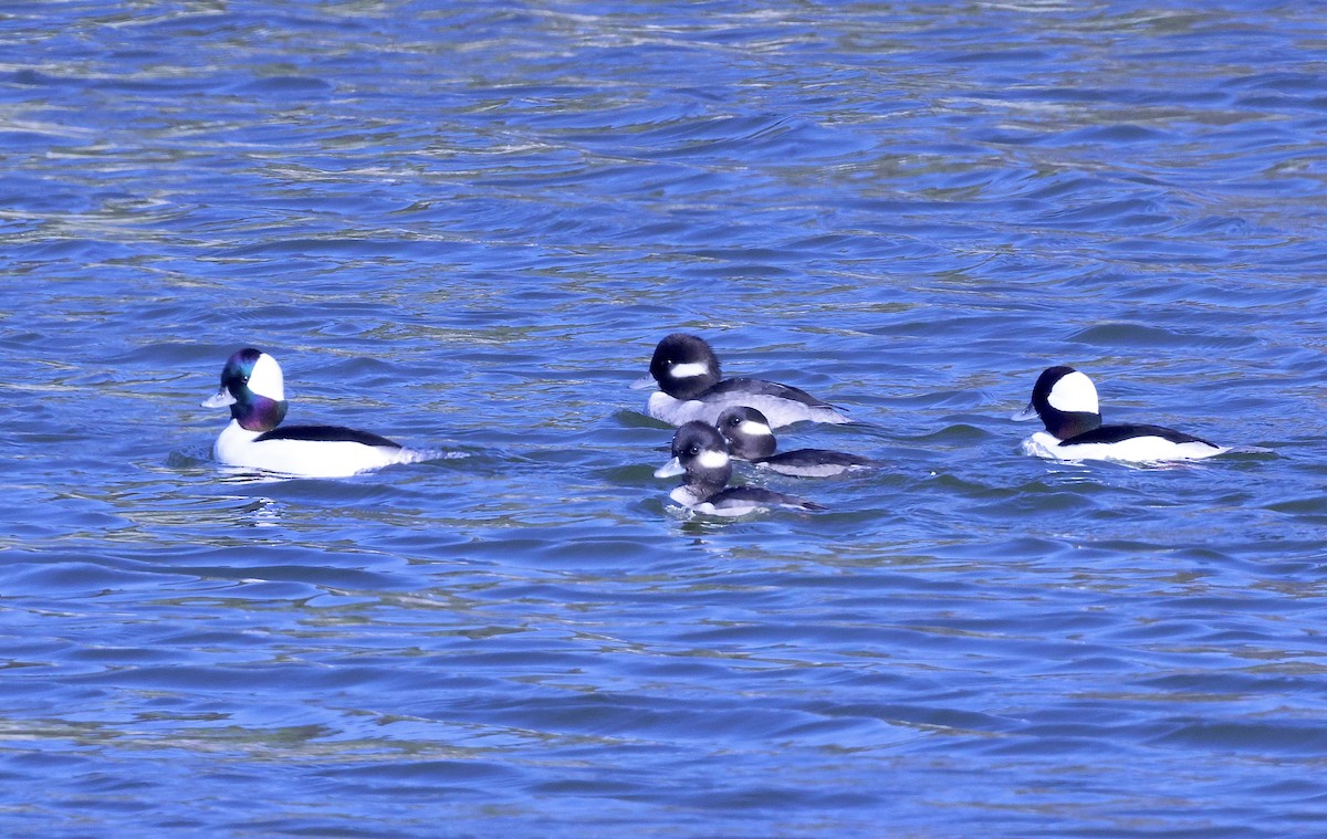 Bufflehead - ML646708329