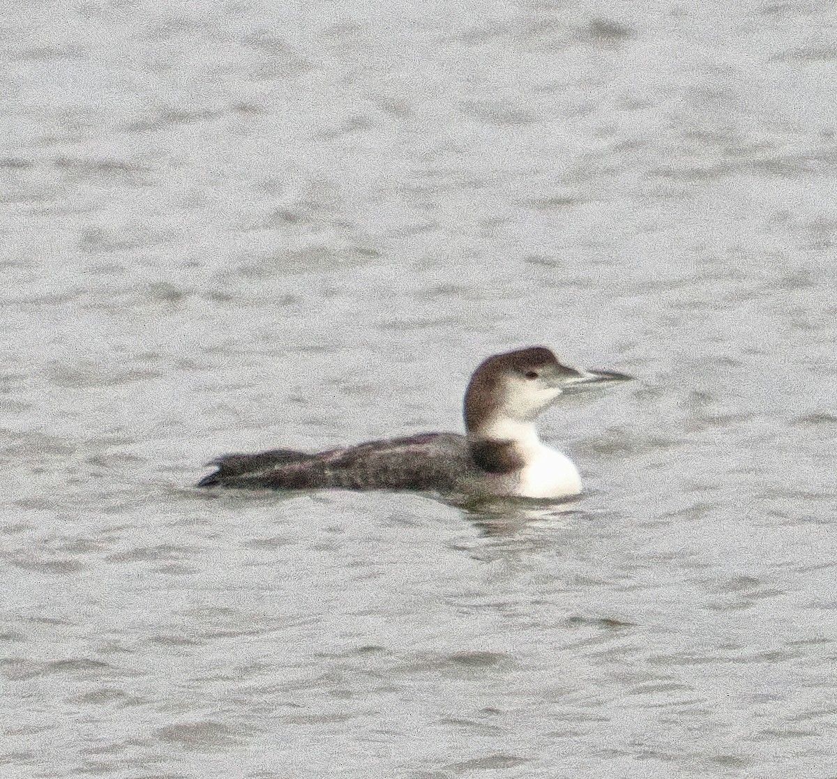 Colimbo Grande - ML646708330