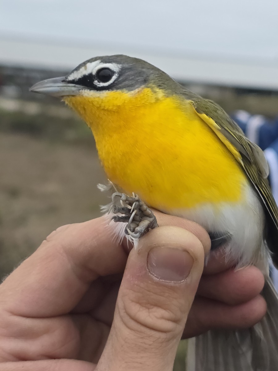 Yellow-breasted Chat - ML646708331