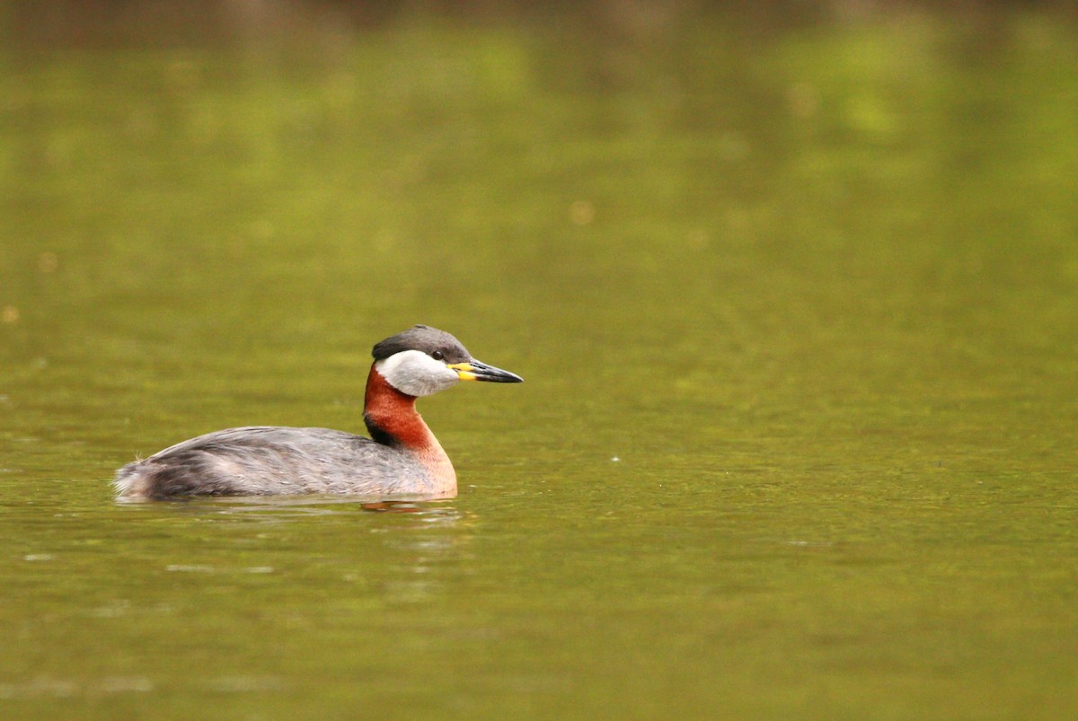 טבלן אפור-לחיים - ML646708332