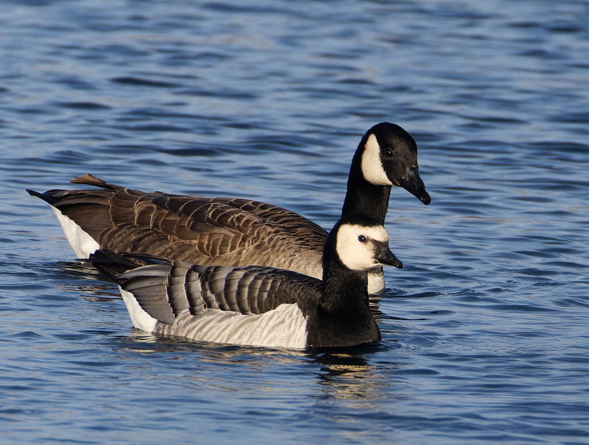 Barnacle Goose - ML646708333