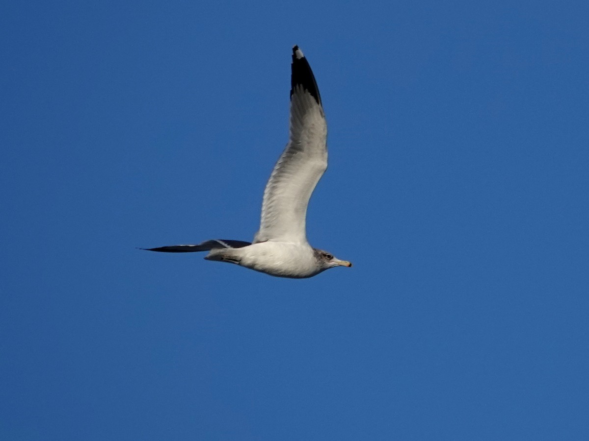 Goéland de Californie - ML646708335