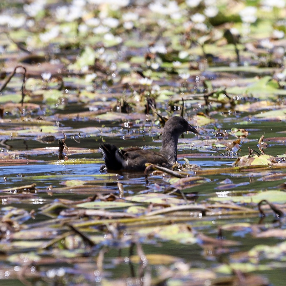 Dusky Moorhen - ML646708336