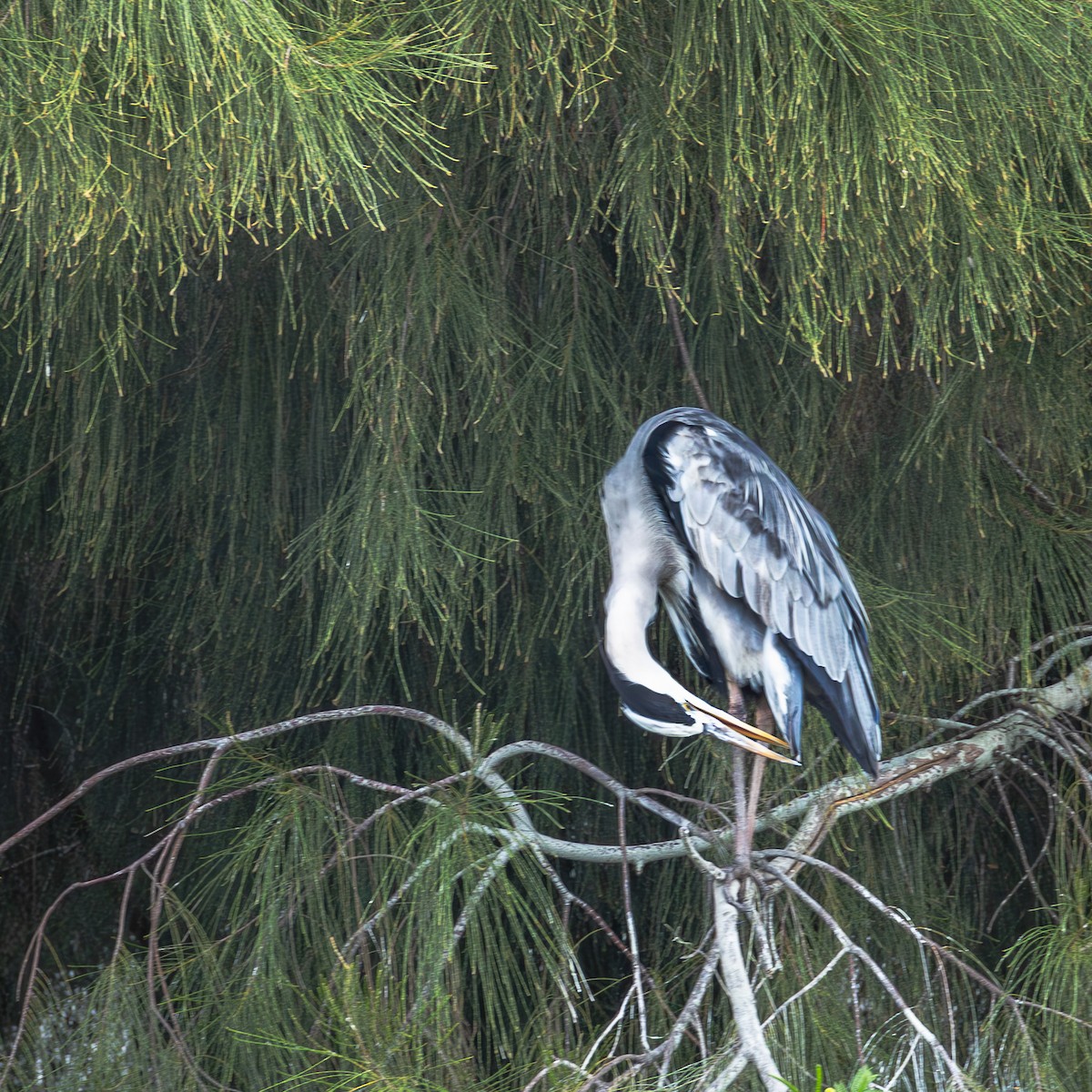 Gray Heron - ML646708337