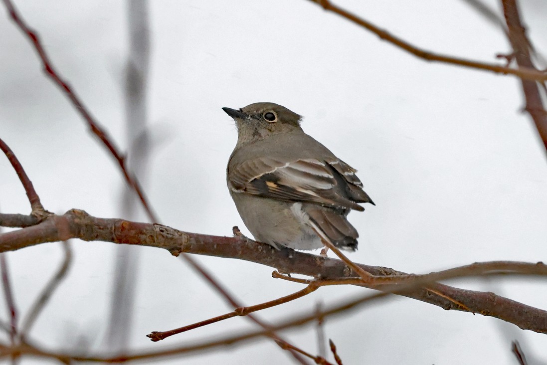 Townsend's Solitaire - ML646708339