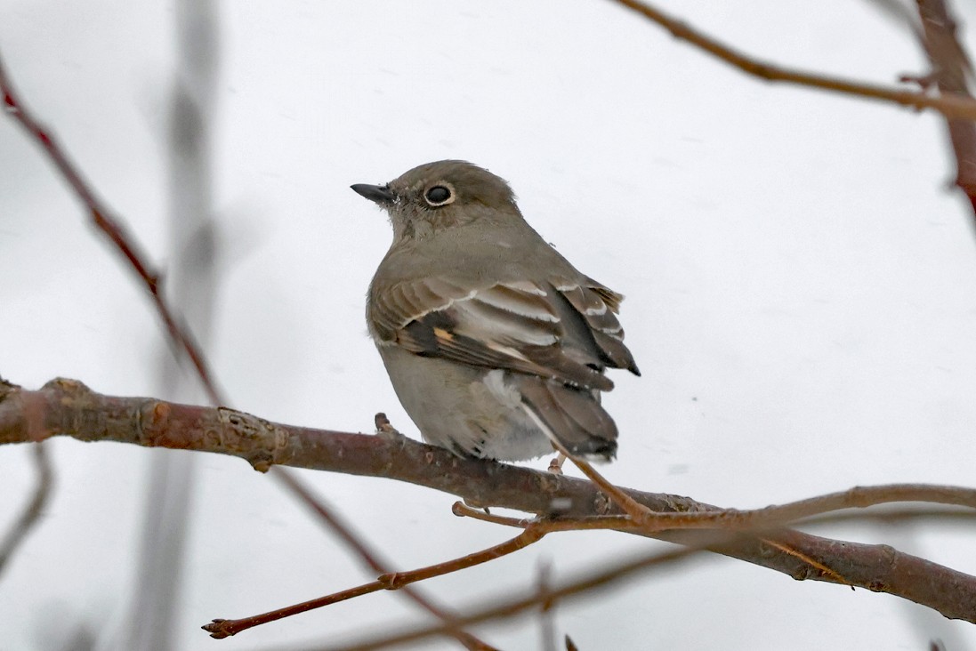 Townsend's Solitaire - ML646708340