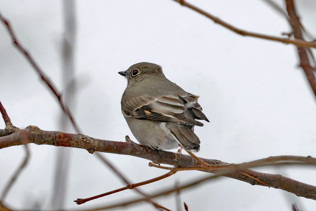 Townsend's Solitaire - ML646708341