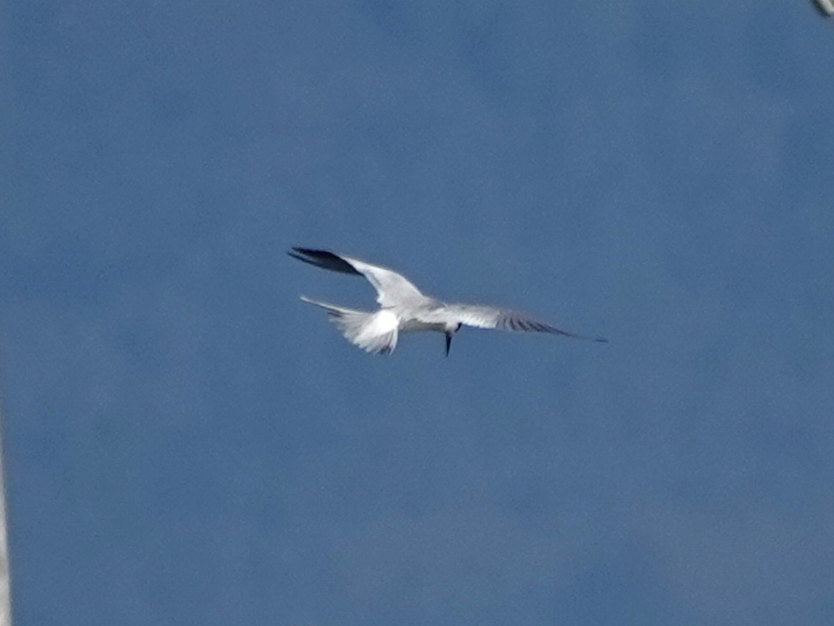 メリケンアジサシ - ML646708342