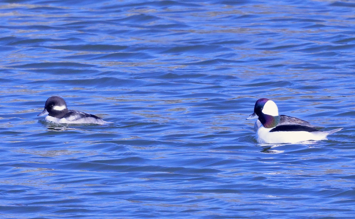 Bufflehead - ML646708345