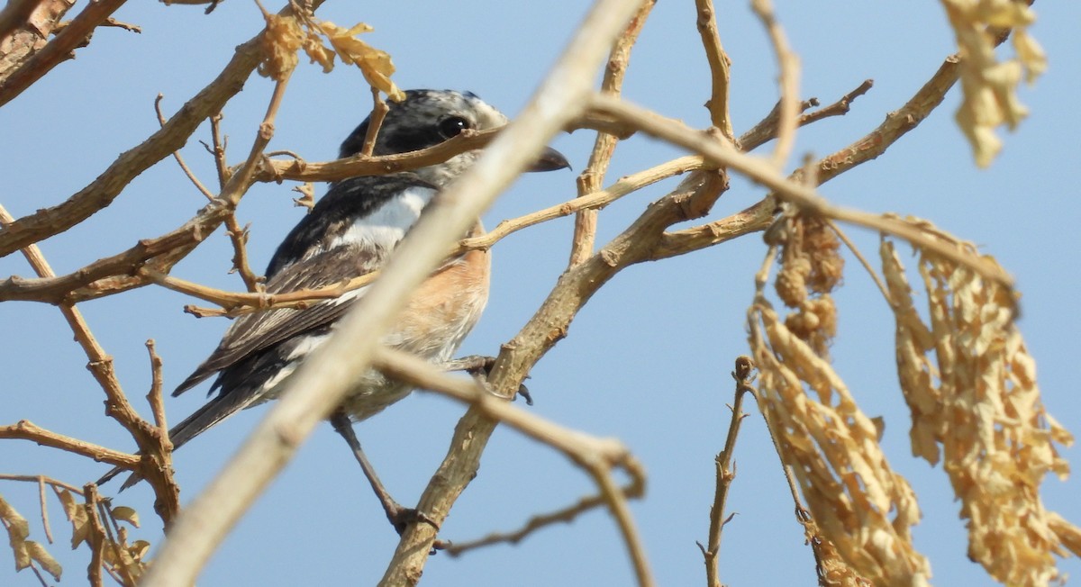 Masked Shrike - ML646708346