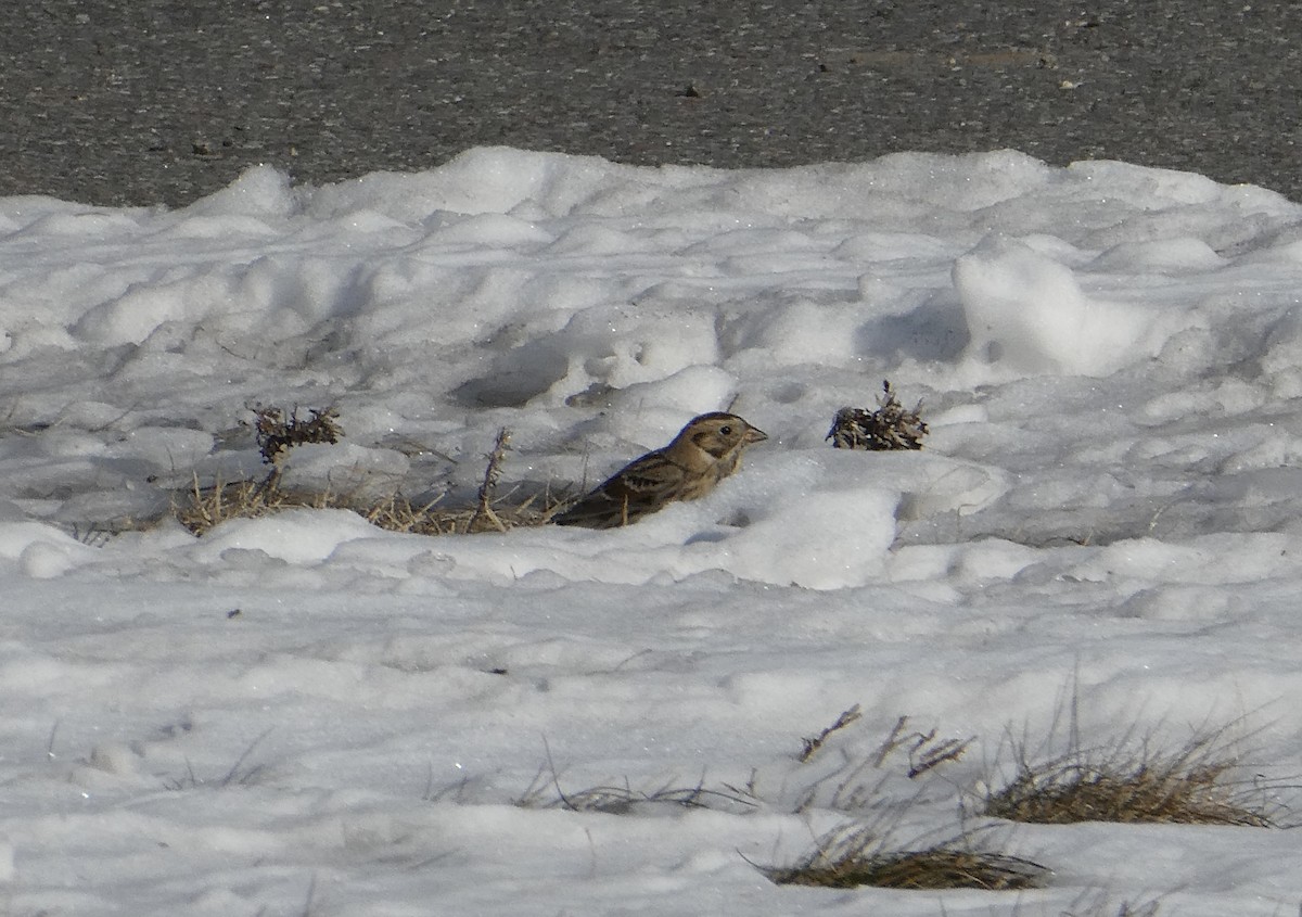 Plectrophane lapon - ML646708351