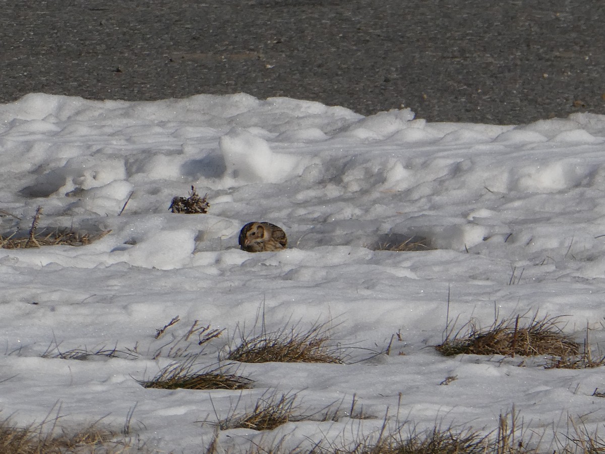 Plectrophane lapon - ML646708352