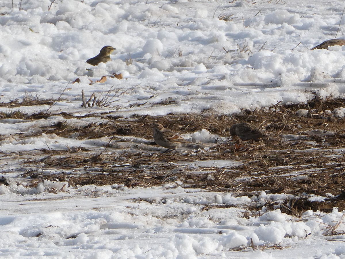 Plectrophane lapon - ML646708353