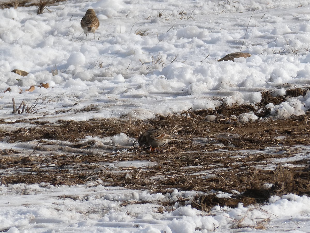 Plectrophane lapon - ML646708354