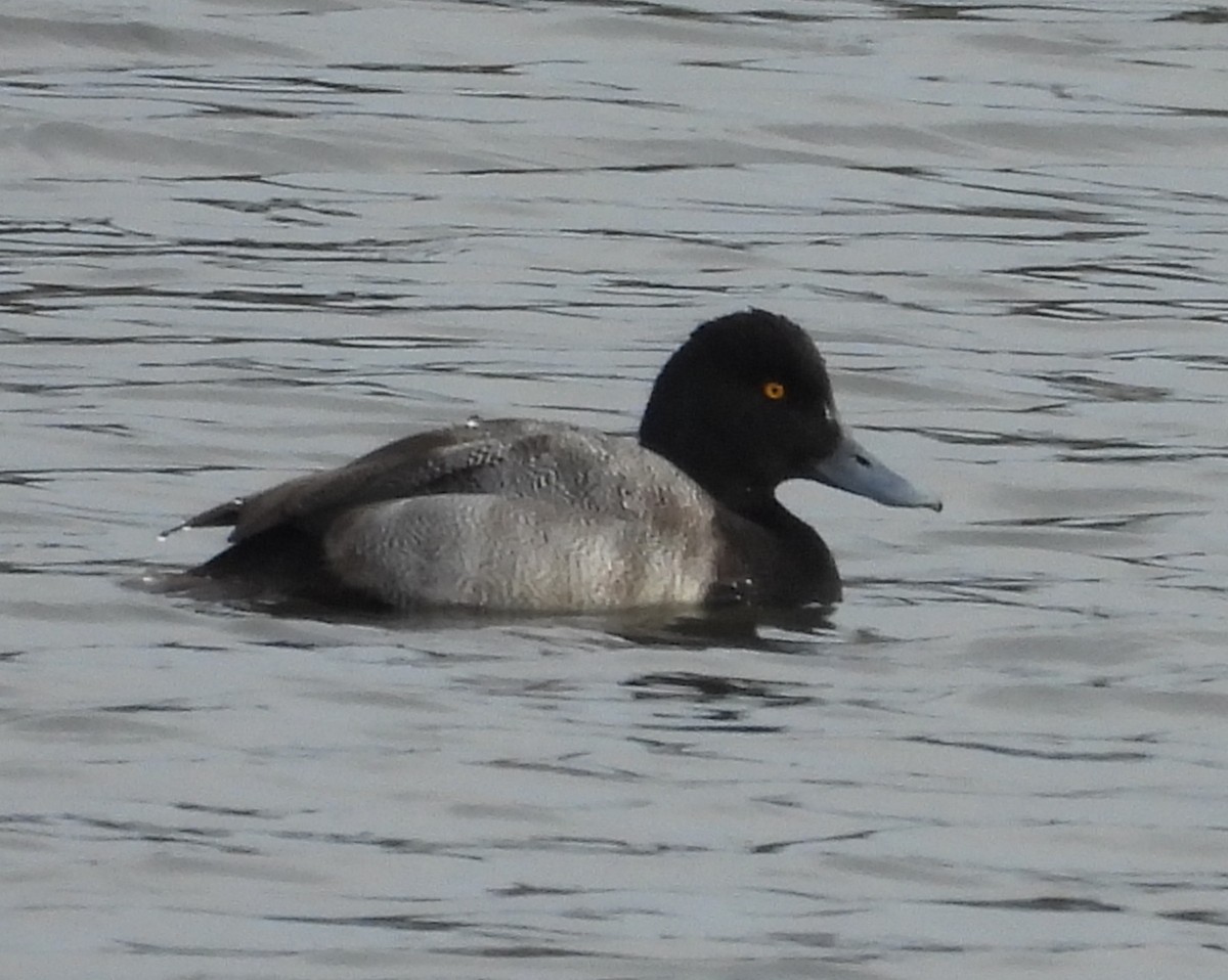 Чернь американська - ML646708355