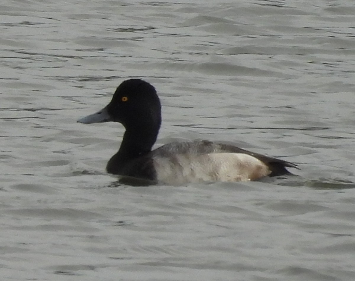 Чернь американська - ML646708357