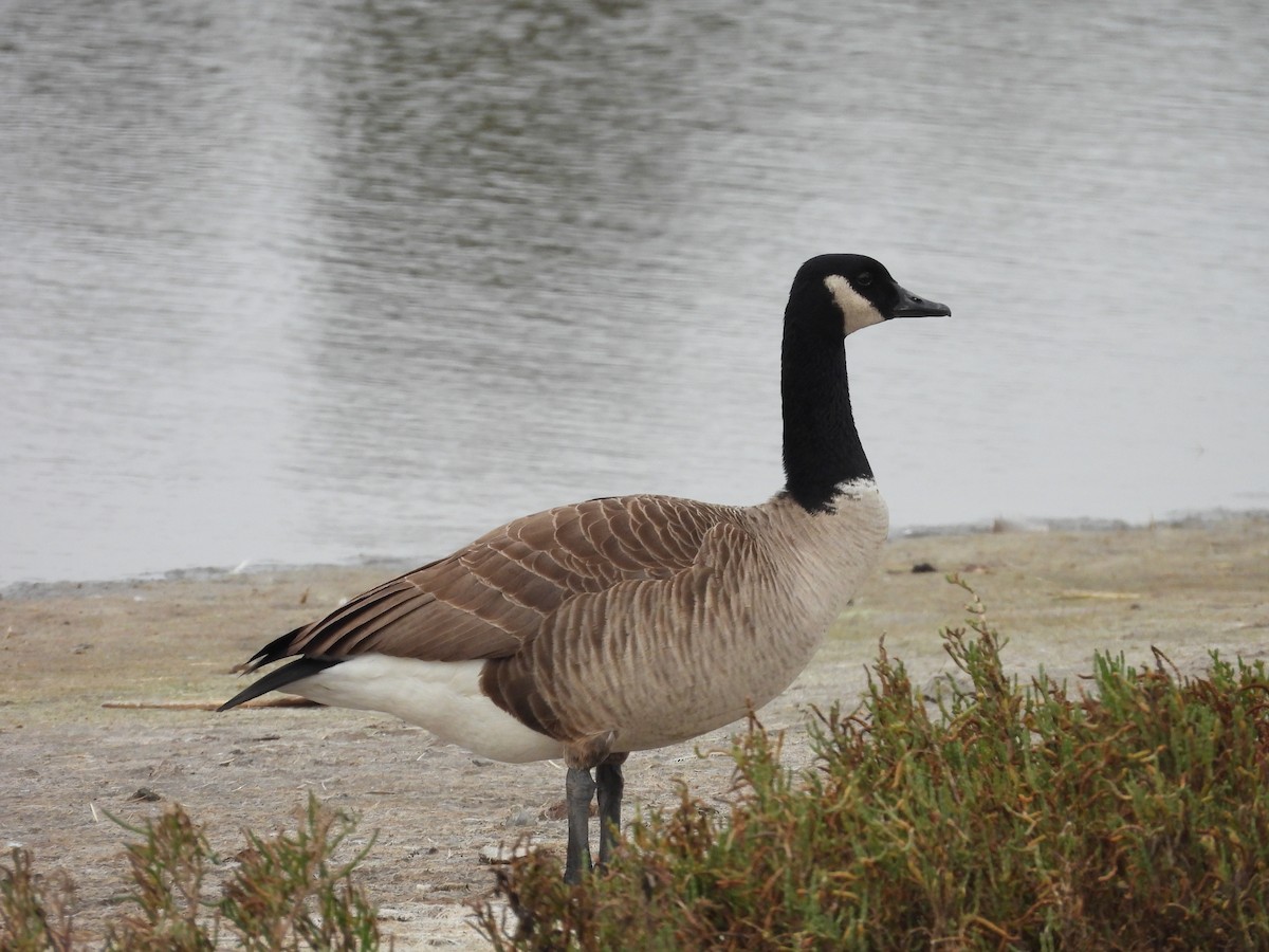 Canada Goose - ML646708360