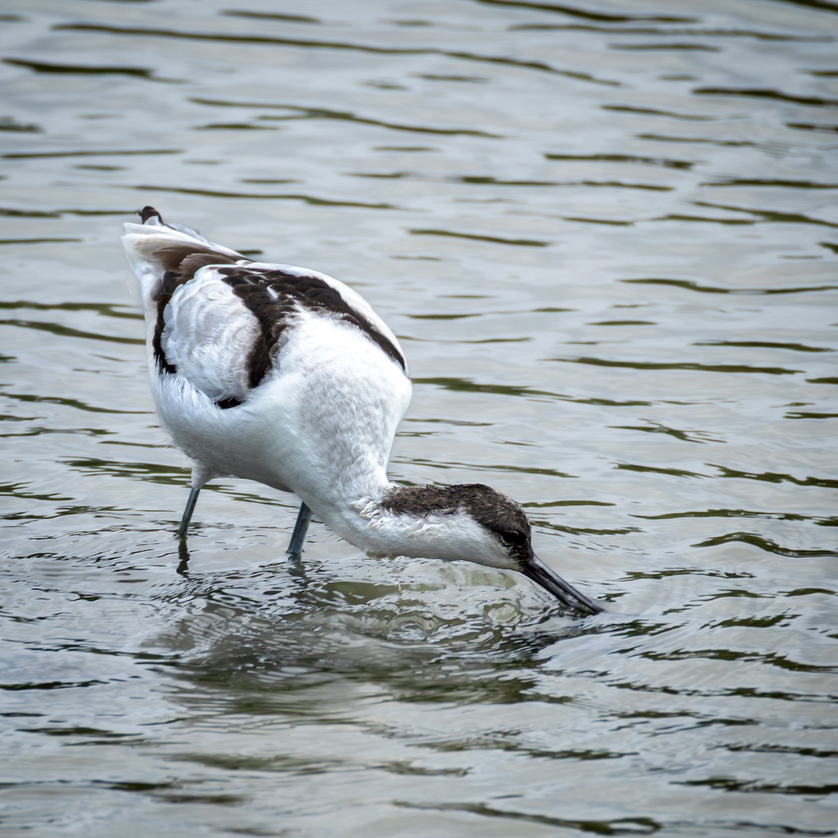 Pied Avocet - ML646708361