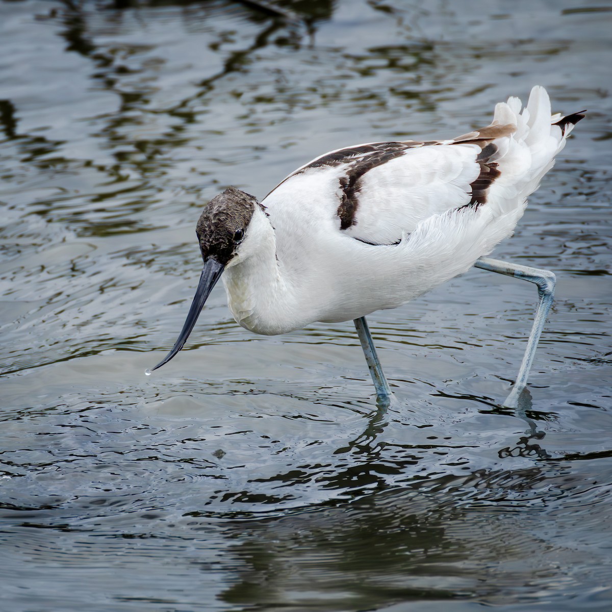 Pied Avocet - ML646708362