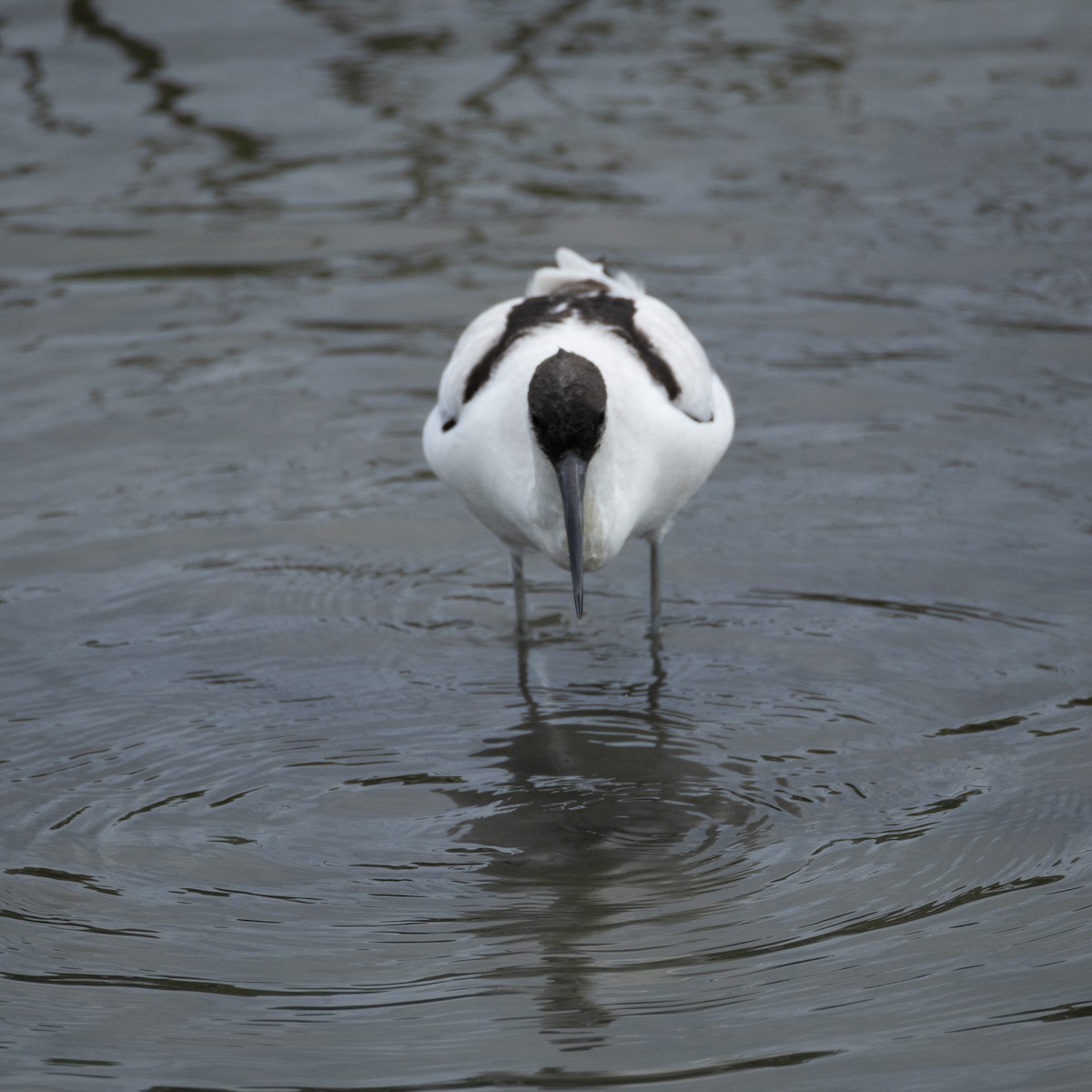 Pied Avocet - ML646708363