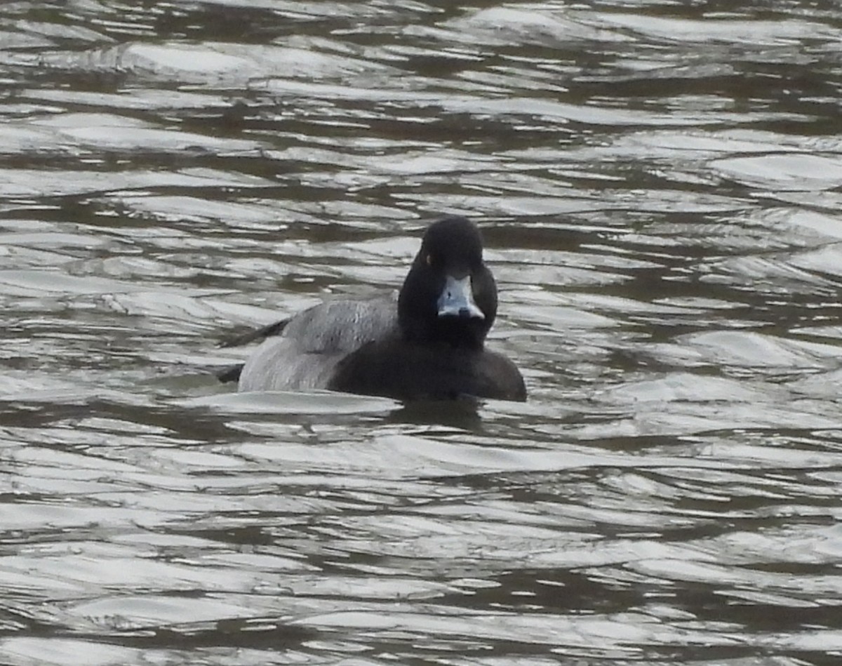 Чернь американська - ML646708366