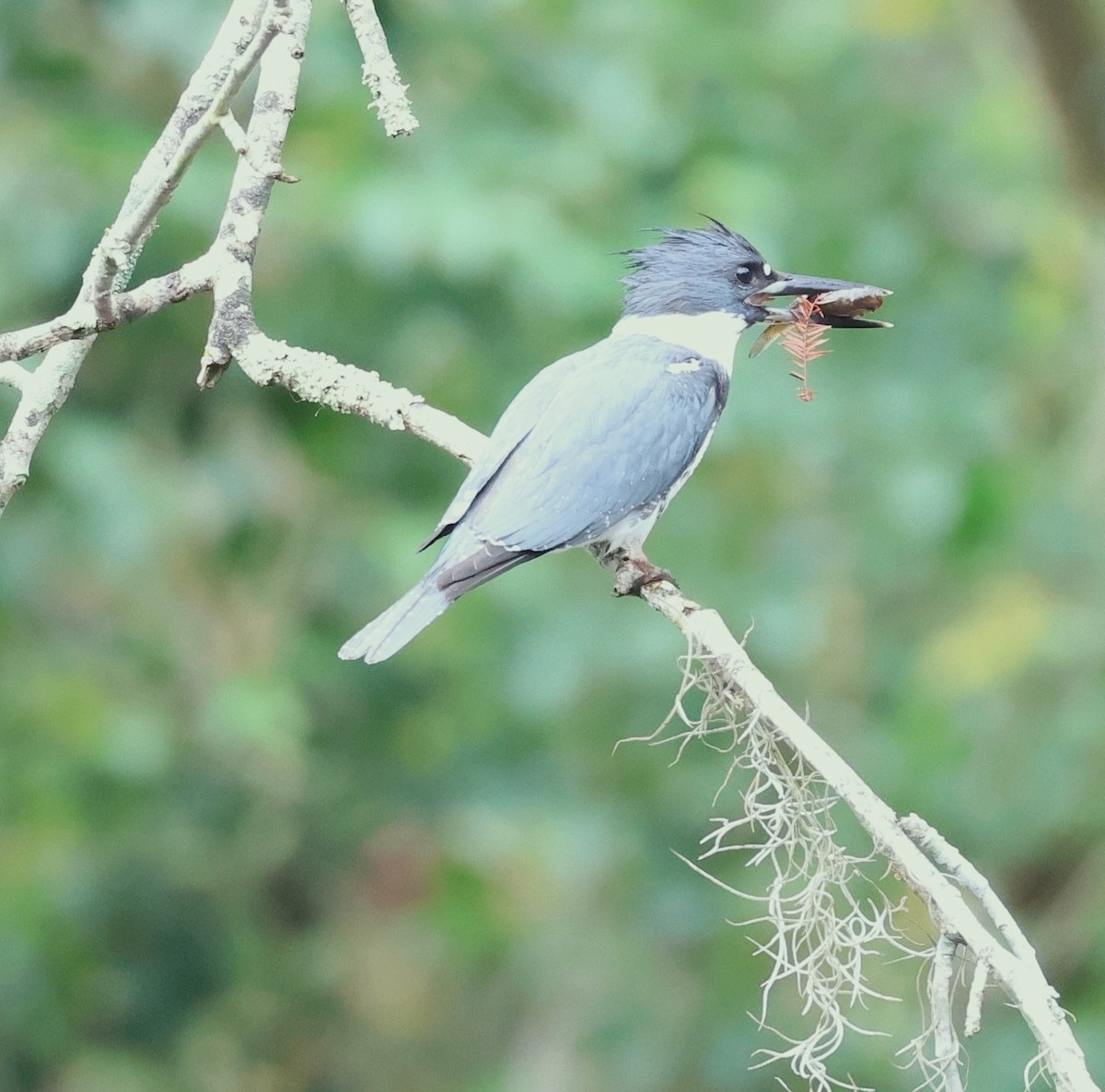 Belted Kingfisher - ML646708367