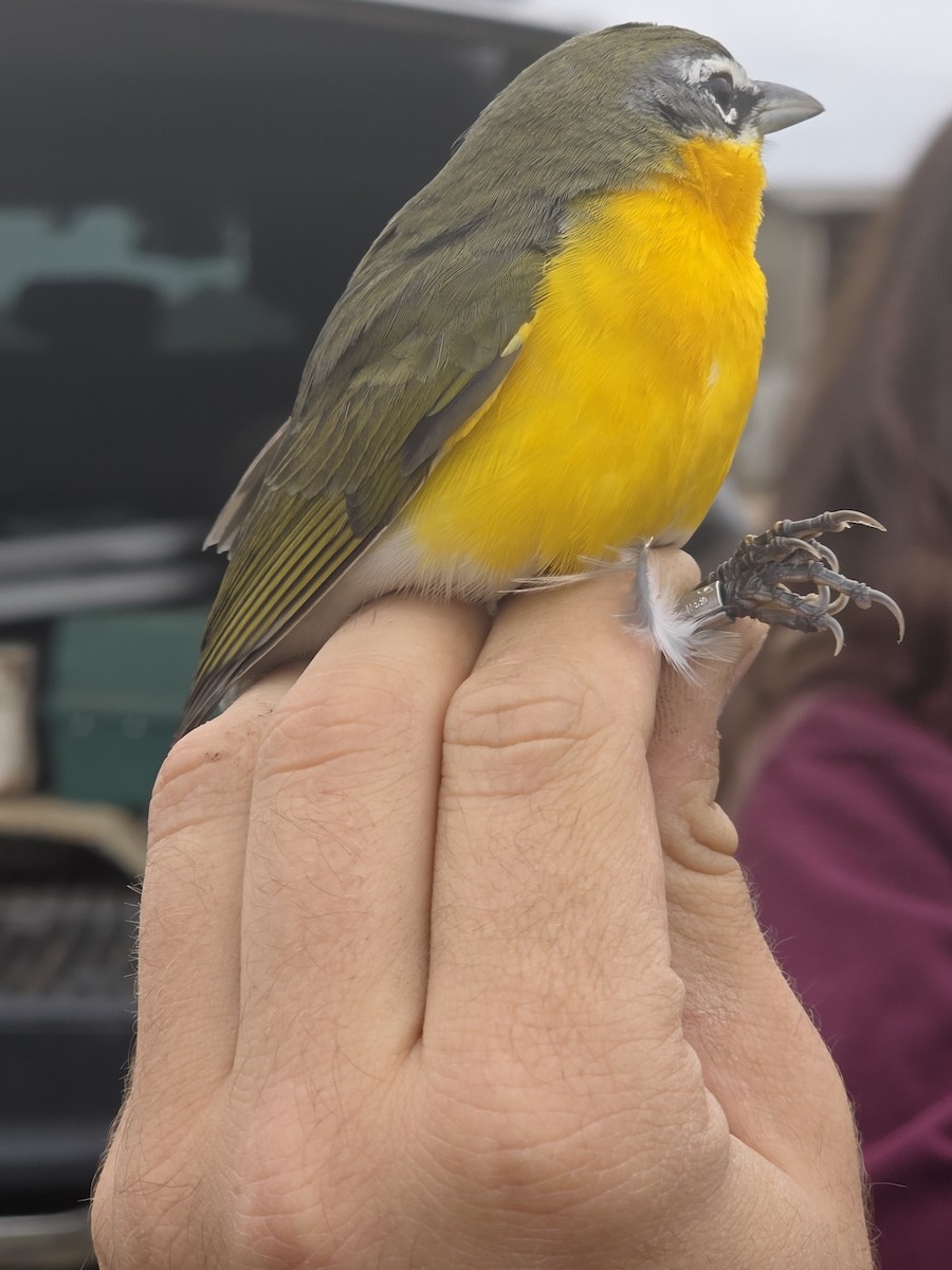 Yellow-breasted Chat - ML646708368