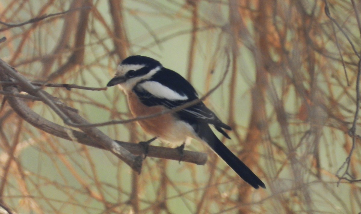 Masked Shrike - ML646708369