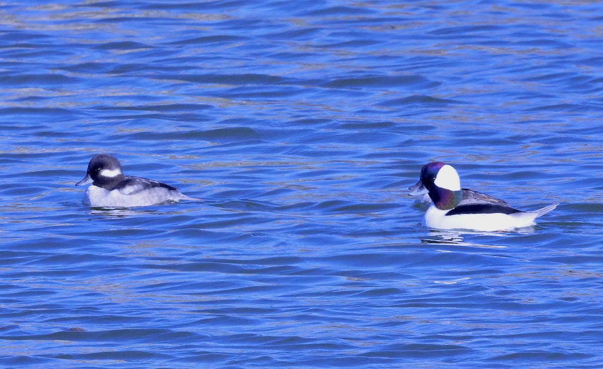 Bufflehead - ML646708371