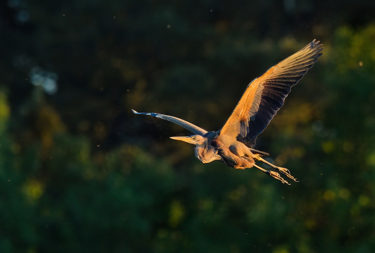 Purple Heron - ML646708372