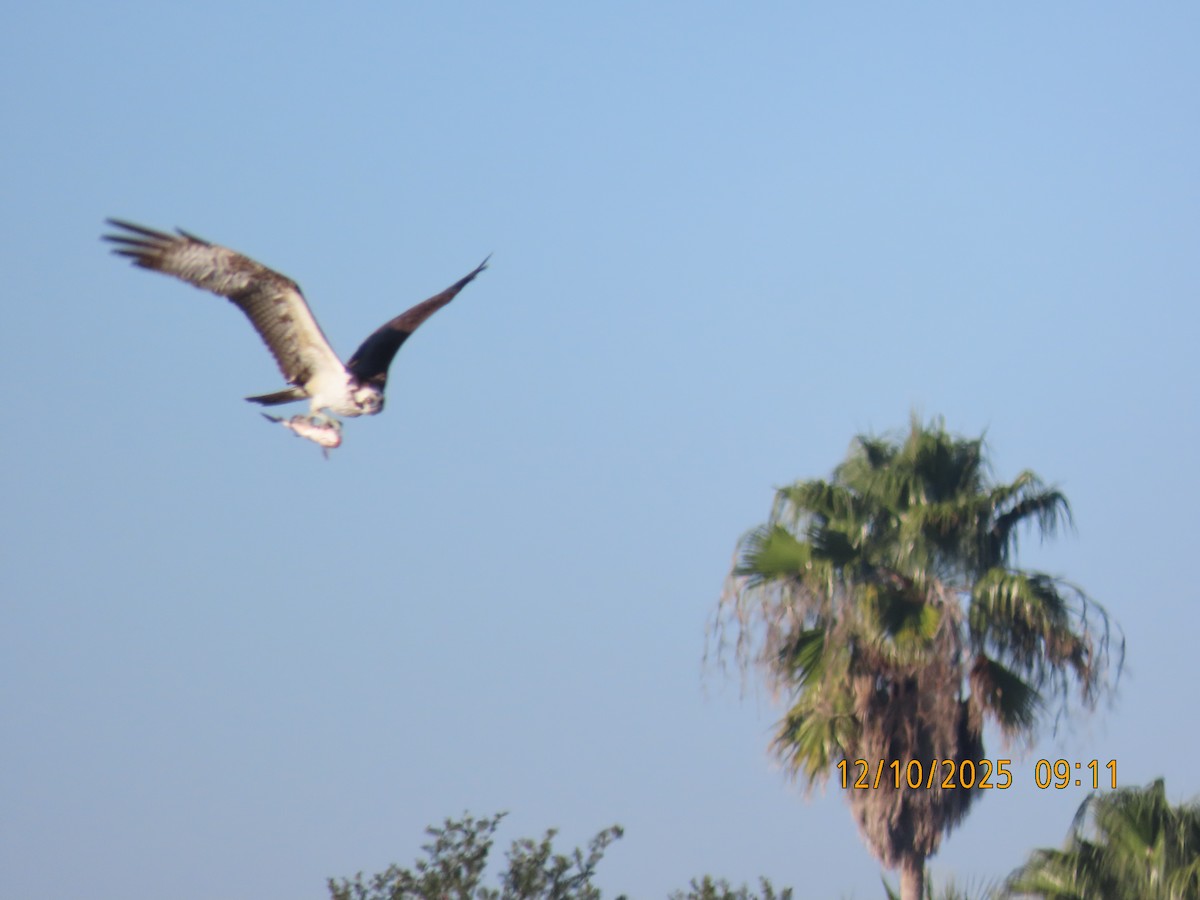 Arrano arrantzalea - ML646708373